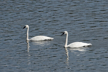 USA, Wyoming. Swans with reflection in Yellowstone National Park.