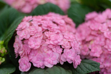 Colored flowers hydrangea，Hydrangea macrophylla，Forever Summer，Endless Summer