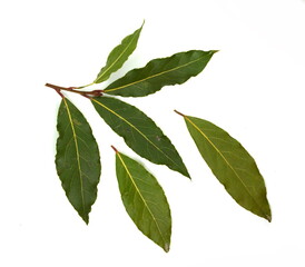 Obraz premium Laurel spice. Isolated bay leaf. Laurel leaves on a white background. Bayleaf. laurel leaves.