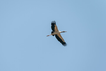The Wood stork (Mycteria americana)