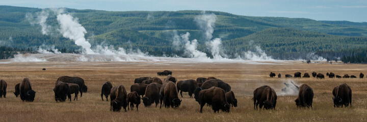 USA, Wyoming. Panoramic image of bison herd with steaming geysers, Yellowstone National Park.
