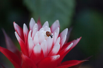 Red and white bromeliad flower with a Convergent lady beetle
