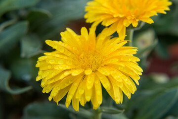 Calendula floreciendo con gotas de agua