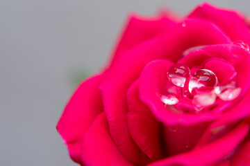 Macro de rosa guía trepadora