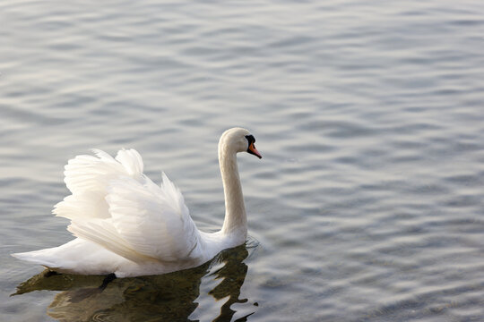 white swan with threatening gesture swims on the lake, wings open to signal to people and other animals to keep distance from him and his nest, by day, without people