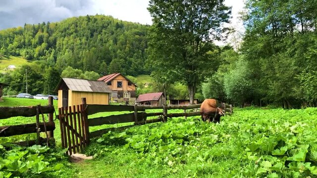 The cow in the mountains on green grass near farm house