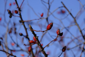rose hip berries on a tree