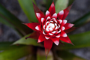 Red and white bromeliad flower with a Convergent lady beetle