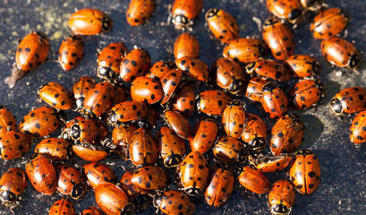 Hibernating cluster of Convergent lady beetle