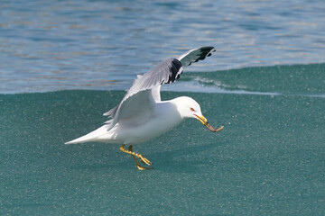 Ring billed gull chasing each other at lake on beautiful sunny spring day. 