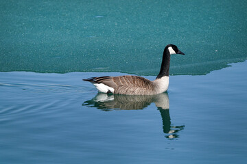 Fototapeta premium Canada Geese at lake on calm smooth warm spring day with beautiful sunshine