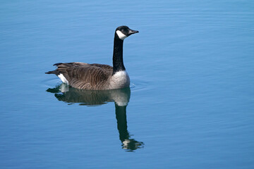 Canada Geese at lake on calm smooth warm spring day with beautiful sunshine