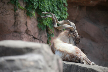 Markhor goat that is an endangered species on the rocks.