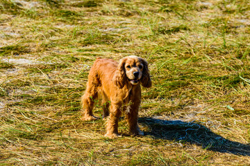 Ginger cocker spaniel dog in a green grass
