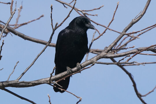 Crow on tree branch in early spring sun
