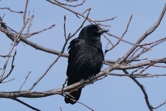 Crow on tree branch in early spring sun
