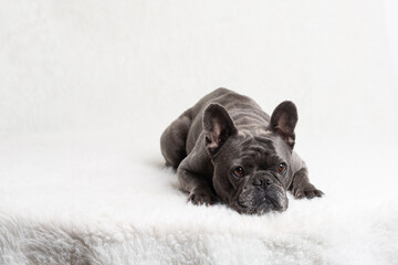 French Bulldog blue in color posing for her portrait in studio on white