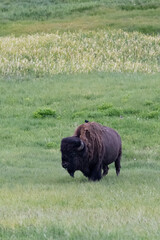 USA, Wyoming. Bison grazing, Yellowstone National Park.