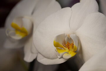 Obraz premium Beautiful white orchid in full bloom