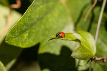 Spotted Convergent lady beetle also called the ladybug Hippodamia convergens
