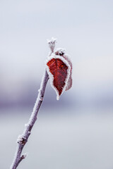 red berries in snow
