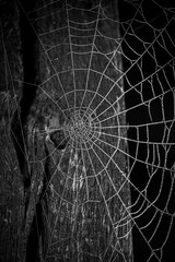 spider web with dew drops