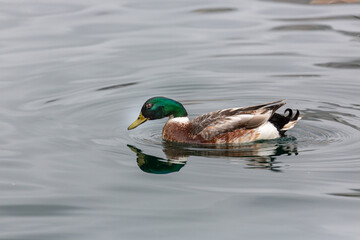 Ducks in natural wild beautiful photos
