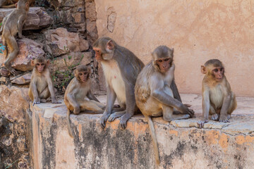 Fototapeta premium Macaques in Bundi, Rajasthan state, India