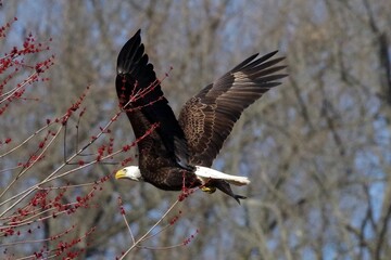 eagle in flight