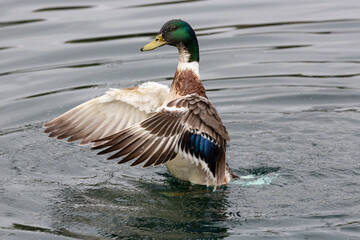 Ducks in natural wild beautiful photos