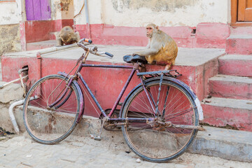 Macaques and bicycle in Vrindavan, Uttar Pradesh state, India