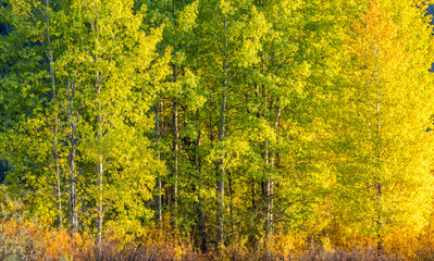 USA, Wyoming, Jackson, Grand Teton National Park and fall colors on Aspen Trees