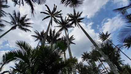 Tree and Sky