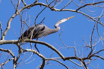 Blue Heron picking the right limb