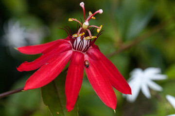 Bright red scarlet passion flower flower with a Convergent lady beetle