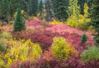USA, Wyoming, Hoback fall colors along Highway 89 with Dogwood, Willow, Evergreens, Aspens