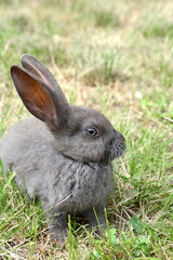 Grey Rabbit in a natural environment.
