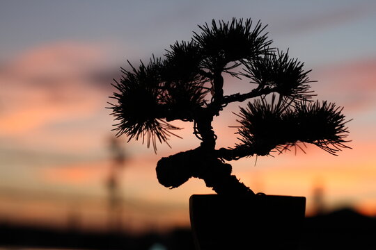 silhouette of japaneseblack pine bonsai