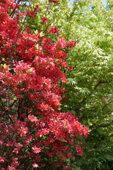 ツツジと若もみじ