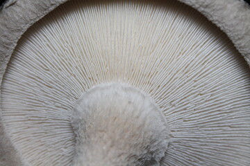 Reverse side of  shiitake mushroom

