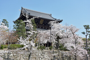 春の金戒光明寺　山門　京都市