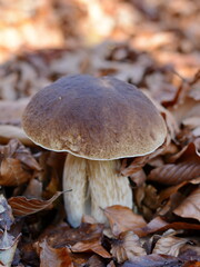 Natural food. Boletus mushroom in the fall forest. 