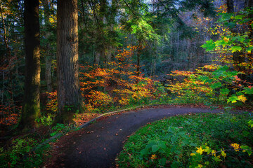 Obraz premium _DSC1559_Monongahela National Forest, West Virginia USA