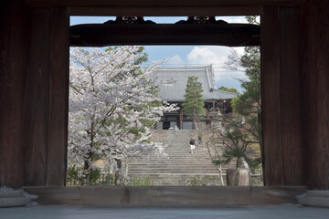 春の金戒光明寺　山門から御影堂を望む　京都市