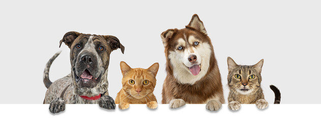 Happy Pet Dogs and Cats Hanging Paws Over Web Banner