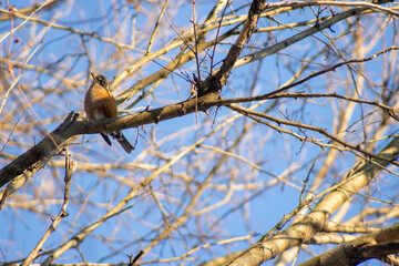 An American Robin