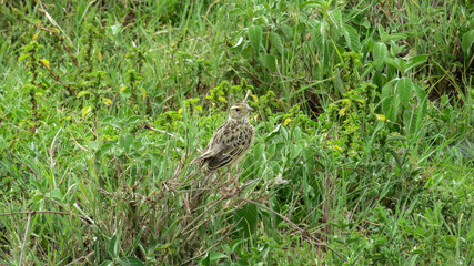 Juvenile Grassland Pipit perched and scanning for food