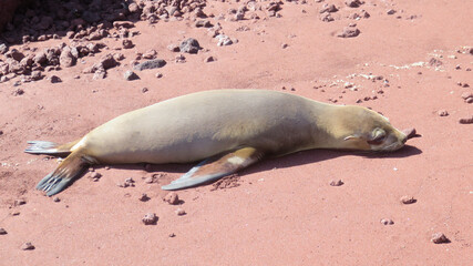 Walking on a red sand beach exhausted this  juvienile Sea Lion in the Galapagos but it still has its ears alert