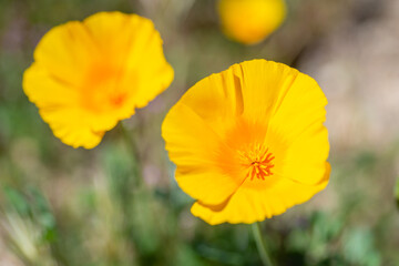Obraz premium A soft focus close up of a mexican california poppy (Eschscholzia californica subsp. mexicana) flower with yellow petals and orange center.
