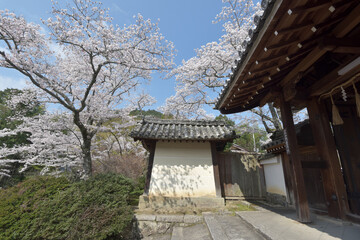 春の毘沙門堂　薬医門と桜　京都市山科区